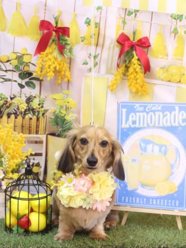 20240418ラテくん